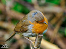 Robin - Rudzik